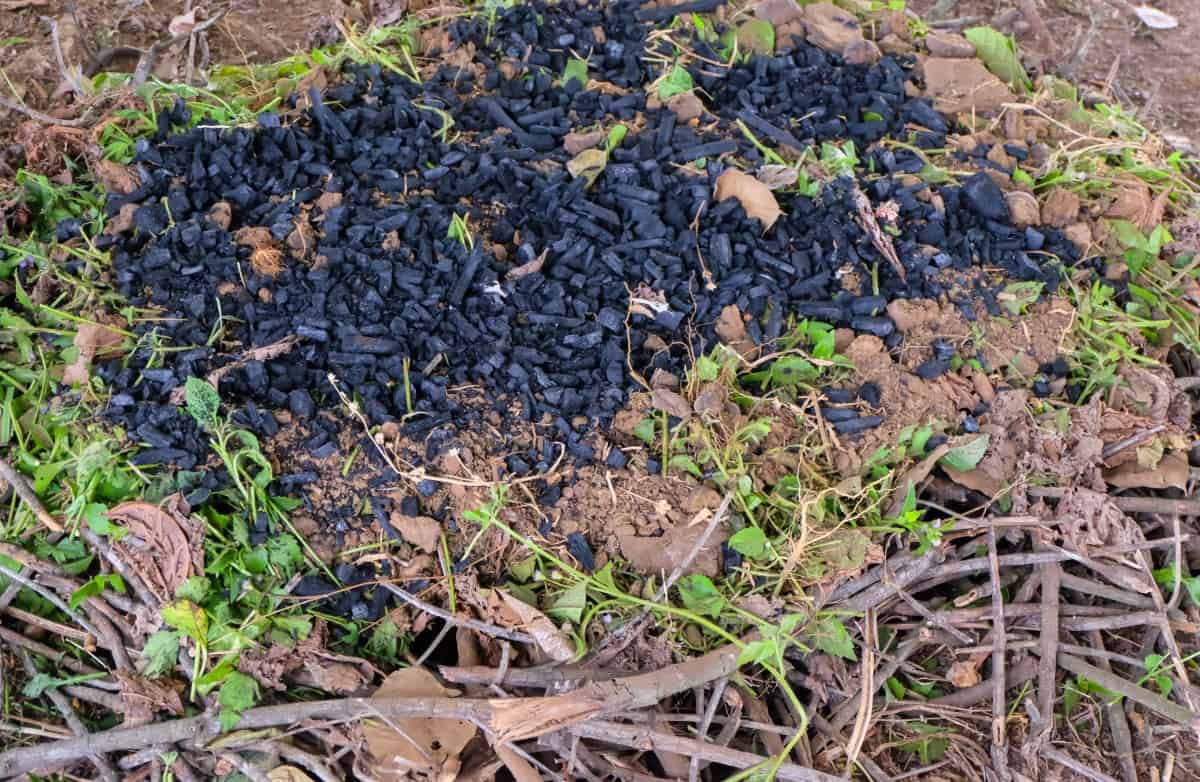 A mound of biochar on top of soil, about to be dug into .