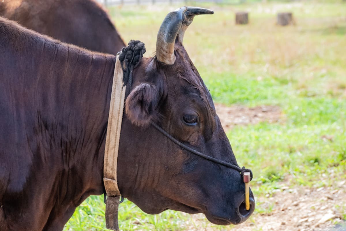 Portrait of a kobe cattle cow from the side