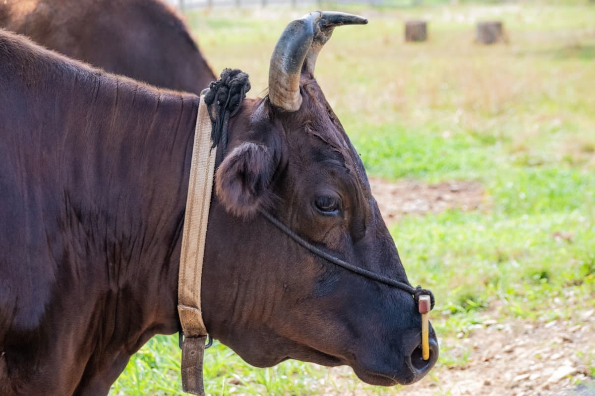 Portrait of a kobe cattle cow from the s.