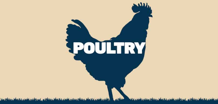 graphic of poultry written inside a silhouette of a chic.