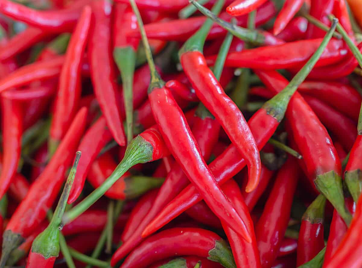 Overhead shot of lots of cayenne pepp.