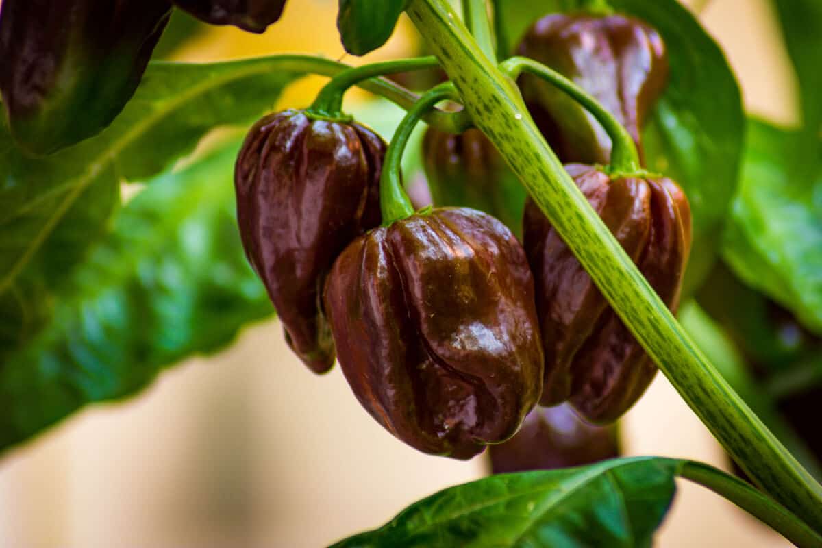 Close up of chocolate habanero chilies still on the pl.