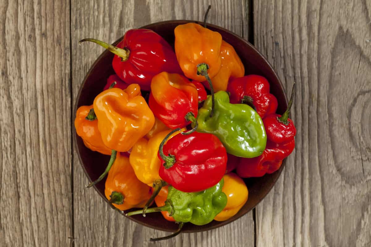 A bowl full of habanero chili pepp.