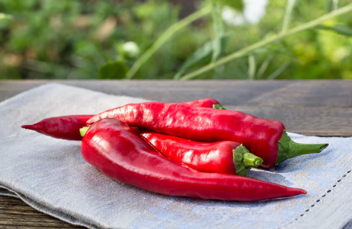 Red paprika peppers sitting on a gray table cloth o.