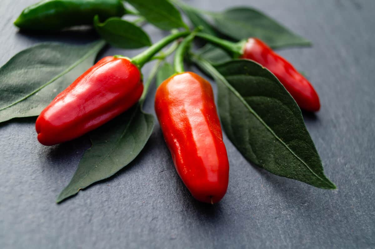 Close up of three piri piri chilies with leaves still attac.