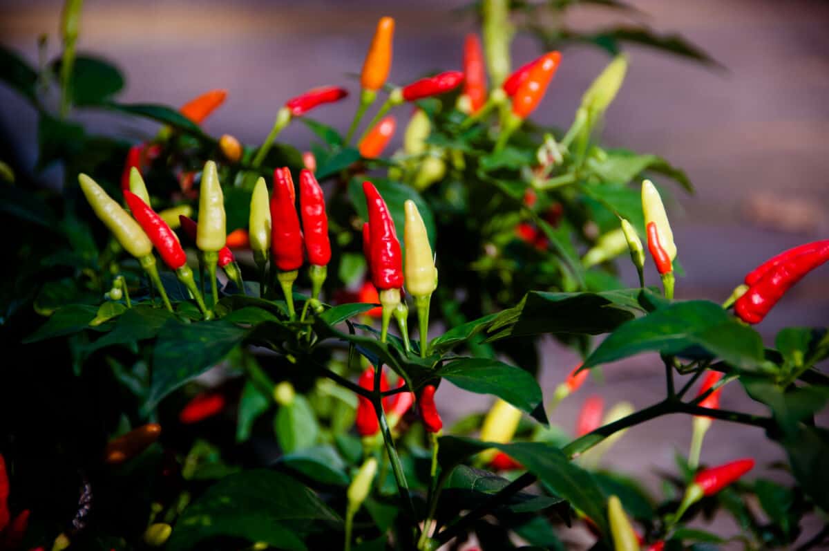 A tabasco pepper plant with peppers growing upwards from the pl.