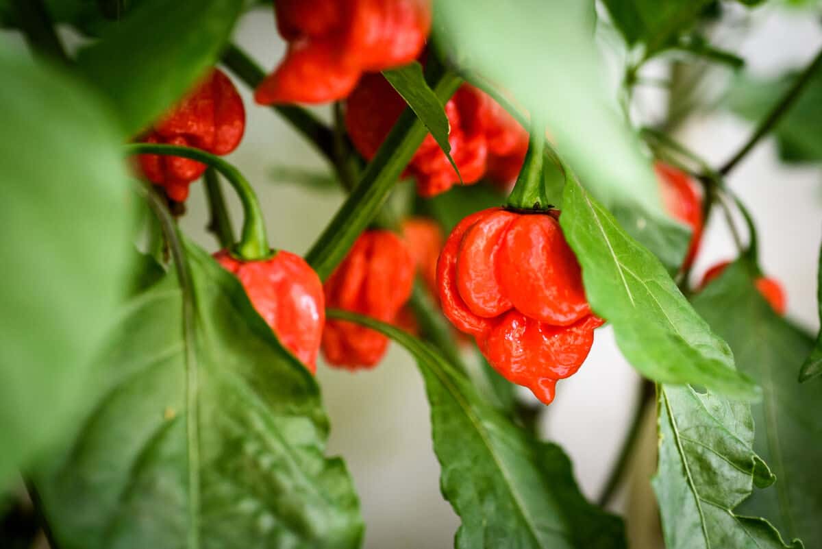 trinidad scorpion peppers still on the pl.