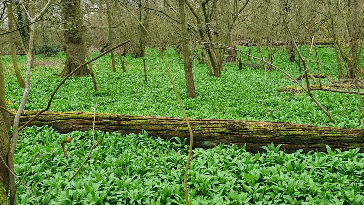 A carpet of wild garlic on a woodland fl.