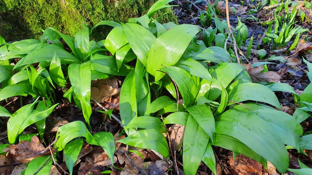  Wild garlic around the base of a t.