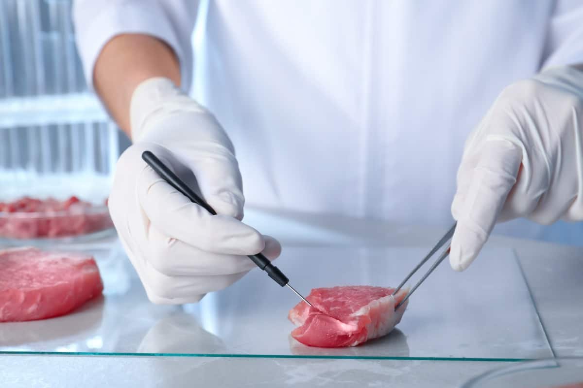 Beef in a petri dish being prepared for laboratory tests by a mans hands with scalpels .