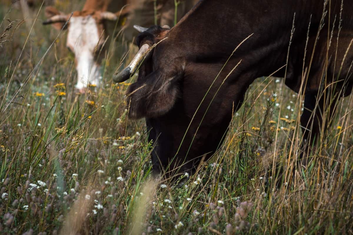 cows eating grass in a wild field with some flow.