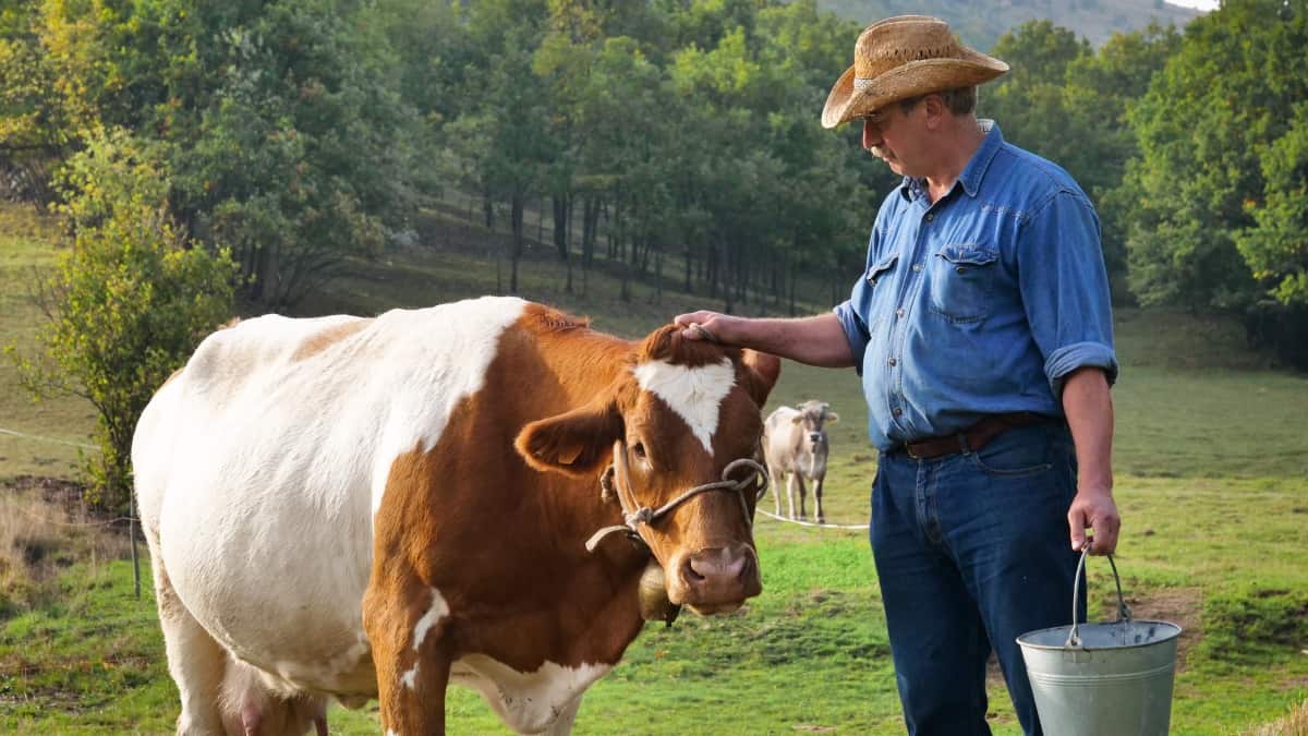 A farmer petting a brown and white cow in a fi.