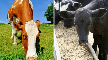 A photo each of a cow eating grain, and another eating grass, side by side