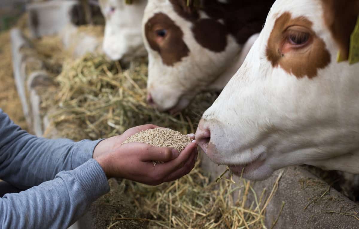 Farmer holding grain up in cupped hands to a cow to .