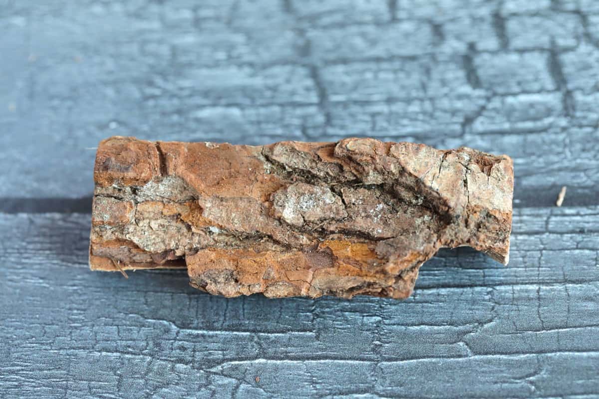 A single piece of alder, showing it's bark.