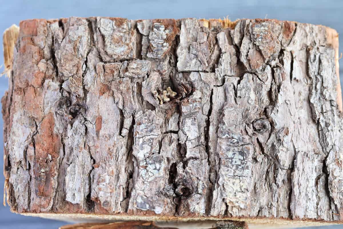 A close up of an oak smoking wood chunk, showing us the bark in detail.