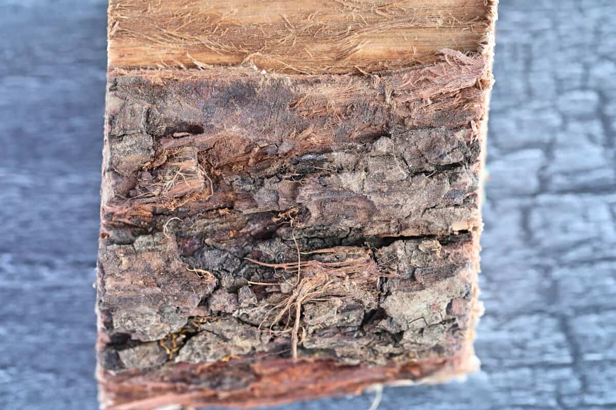 A close up of the bark on a chunk of pecan wood.