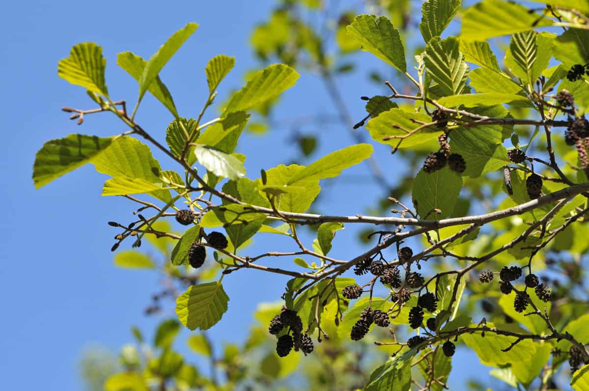 Close up of black alder leaves and cones