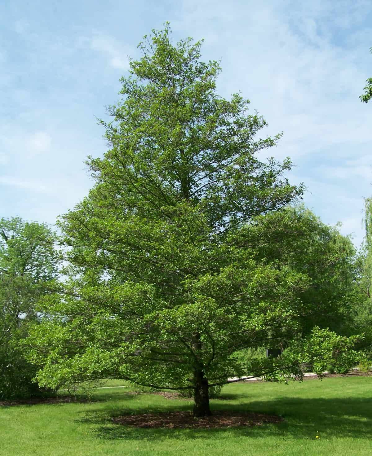 Wide angle view of a black alder tree.