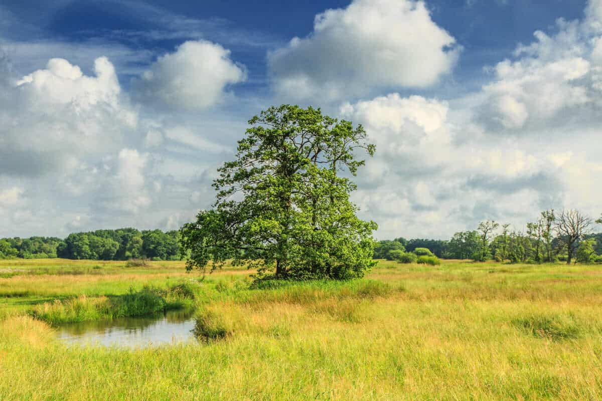 A black alder tree in a field, next to a stream.