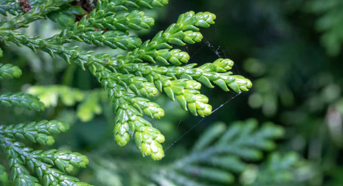 Western red cedar leaves close up.