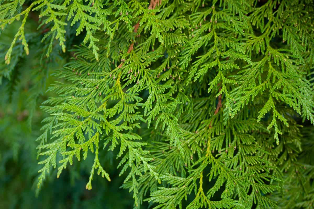 Close up of western red cedar leaves