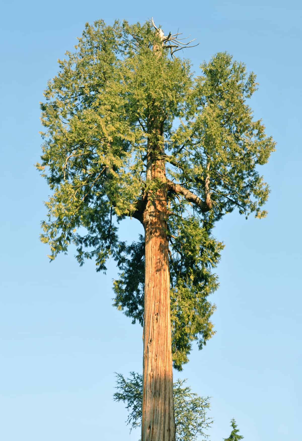 A western red cedar tree