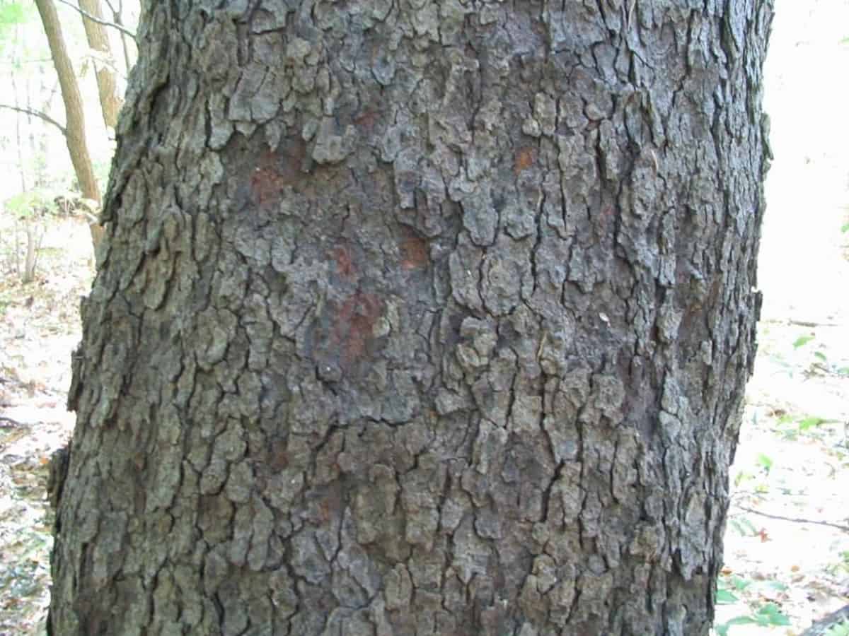 Close up of black cherry tree bark.