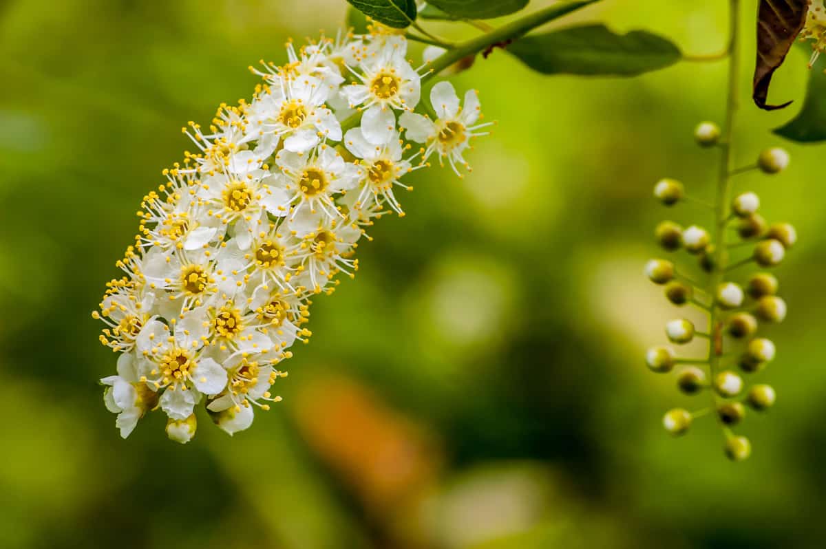 Close up of black cherry blossom and buds.