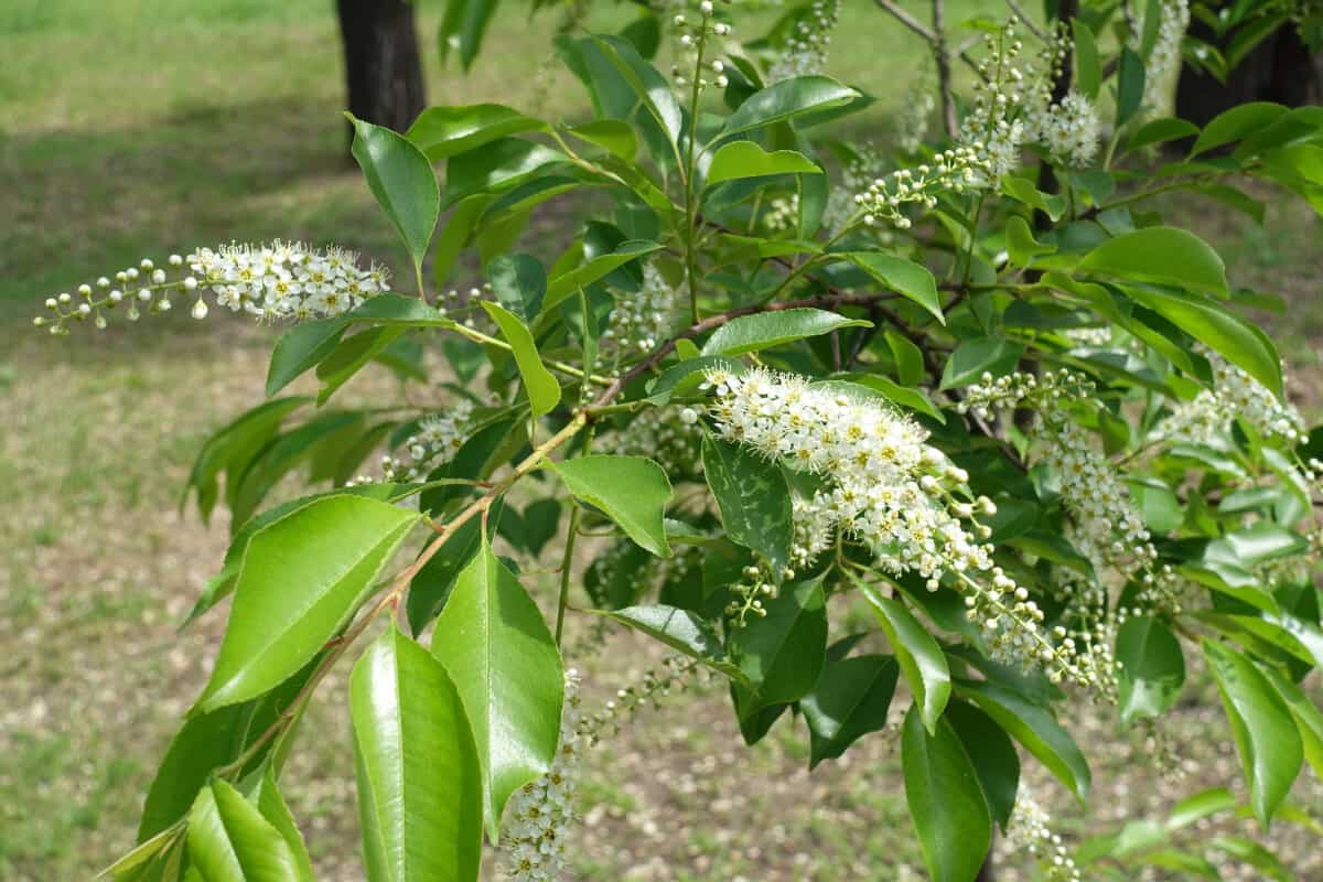 Close up of a black cherry tree blossom.