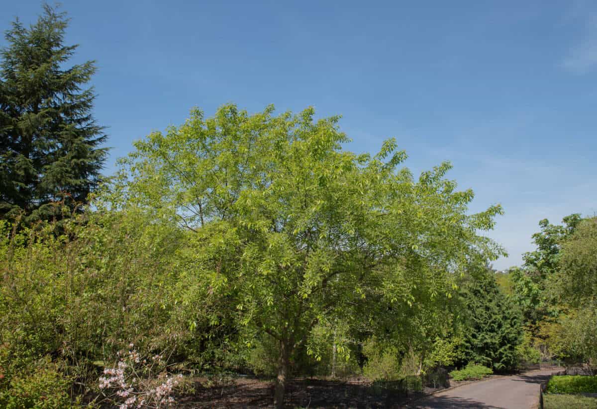 Wide angle view of a black cherry tree.