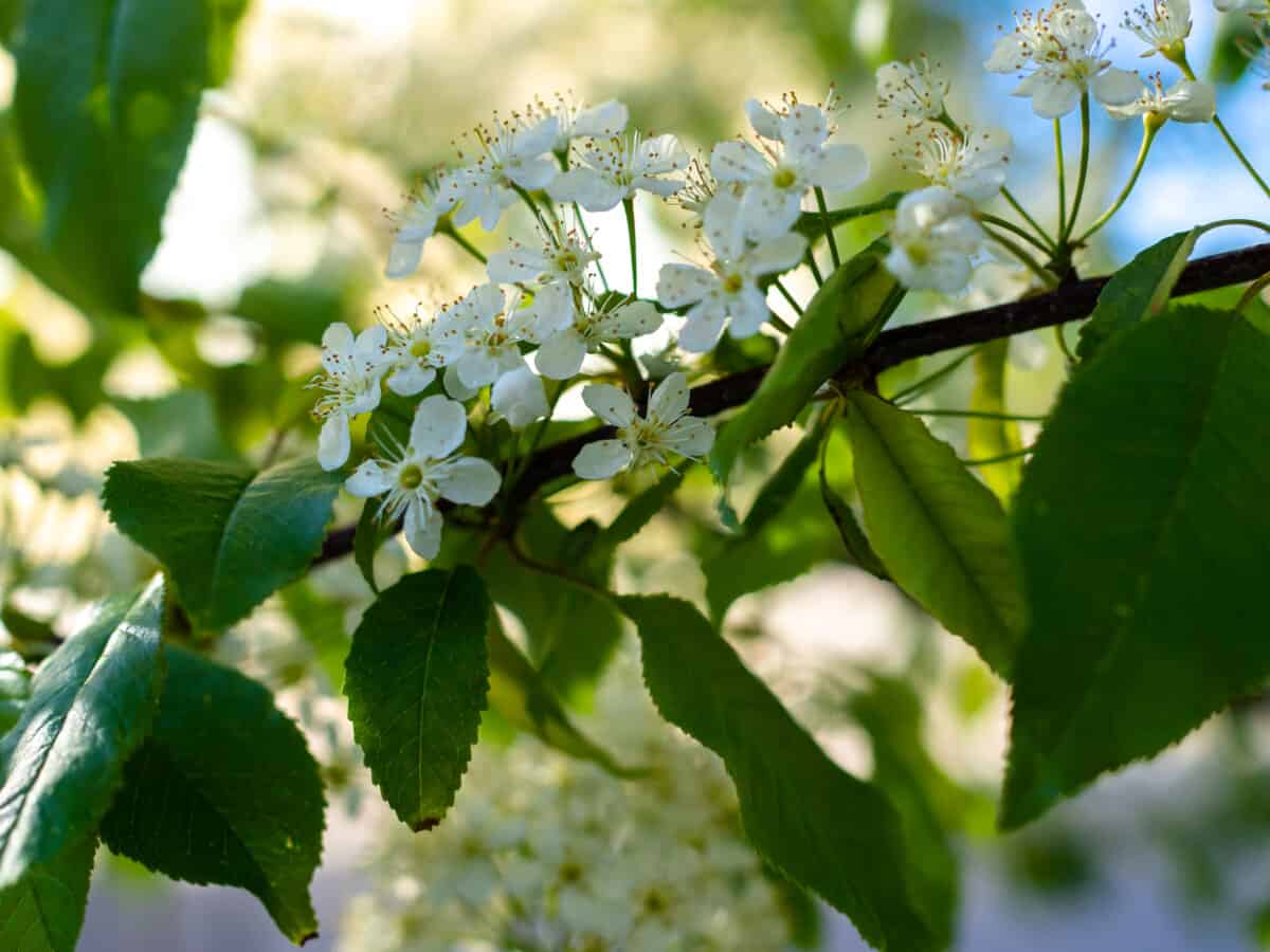 Close up of cherry tree blossom.