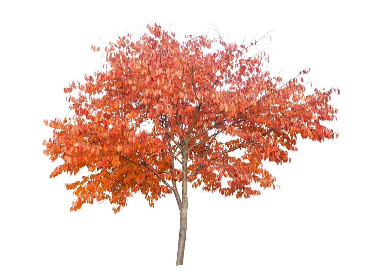A cherry tree in autumn, with leaves turned orange, isolated on white.