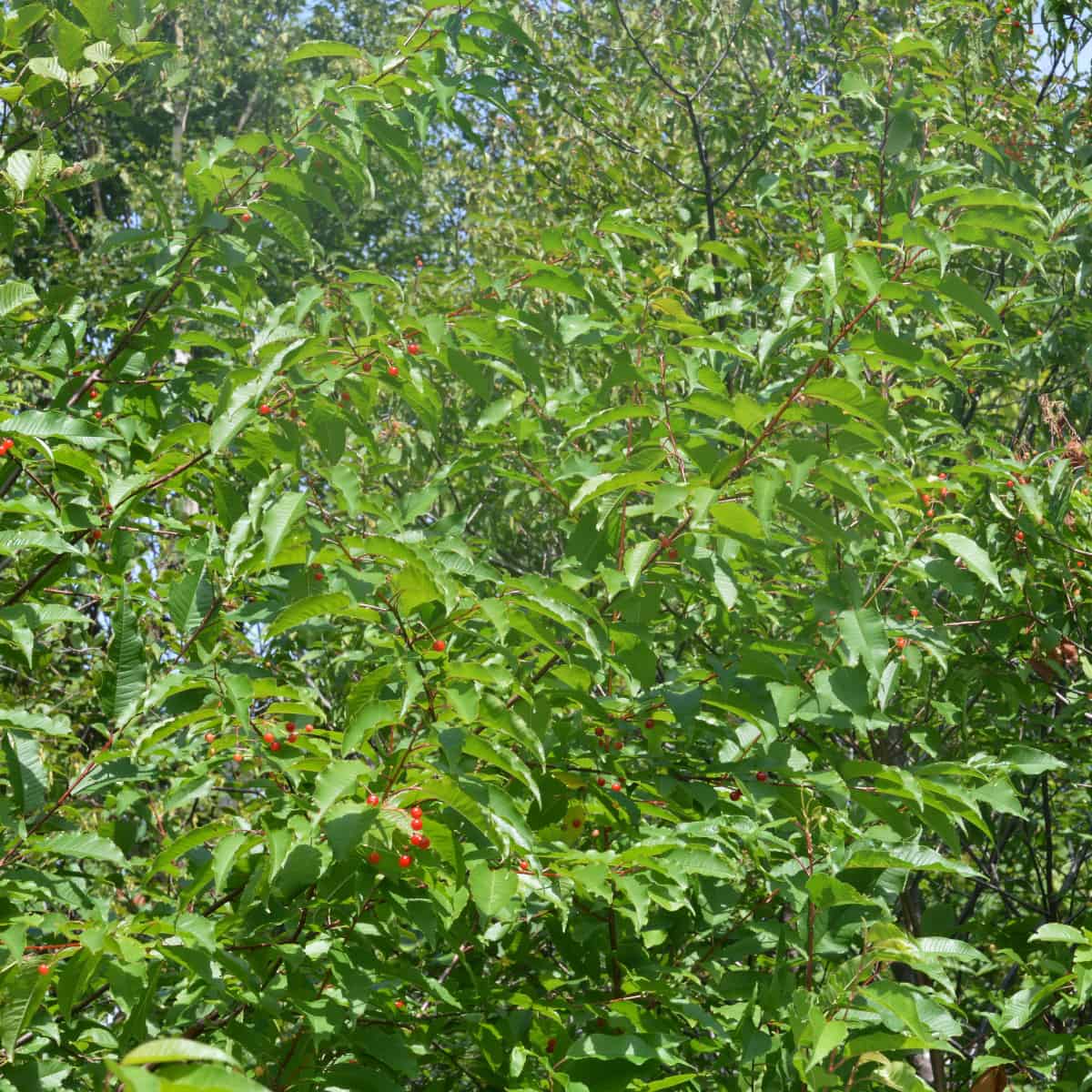 A cherry tree, showing leaves and fruit.
