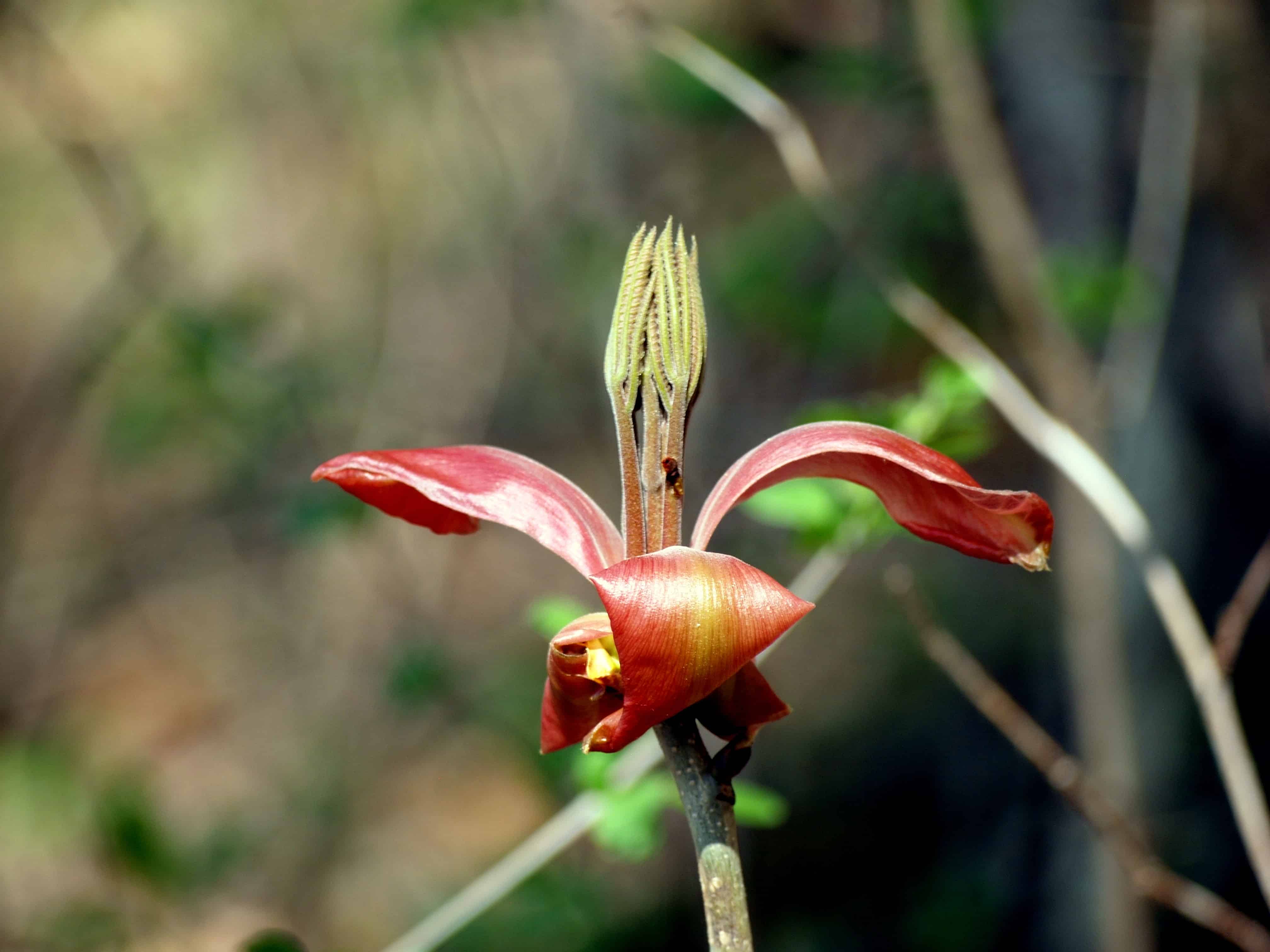 Close up of a shagbark hickory flower.