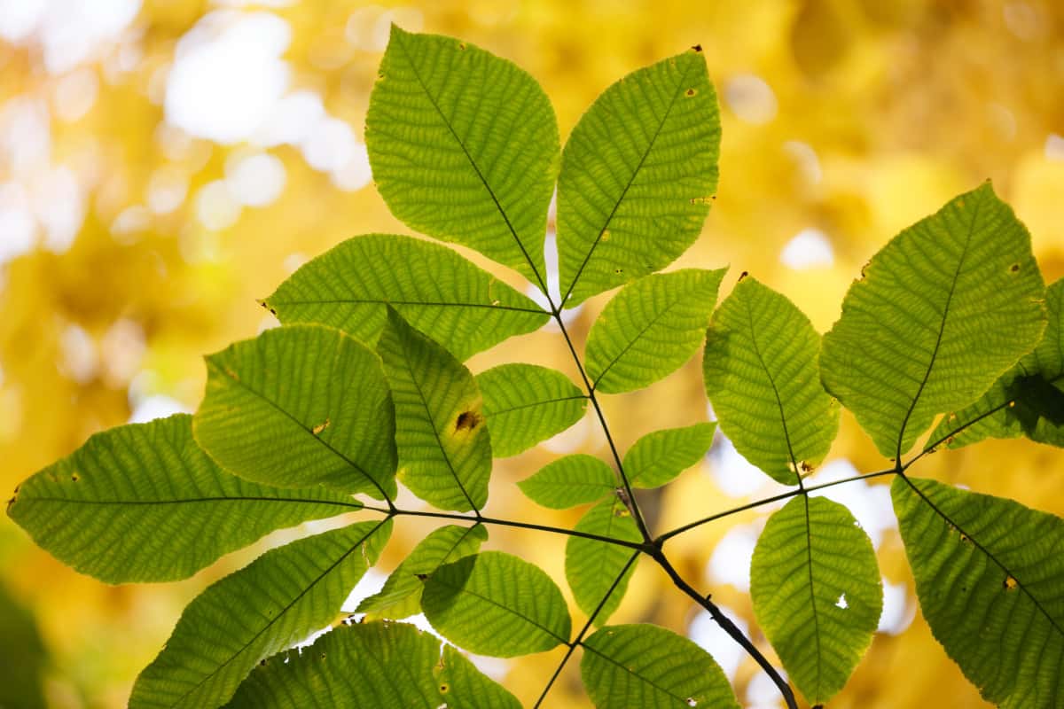 Close up of Shagbark hickory leaves.