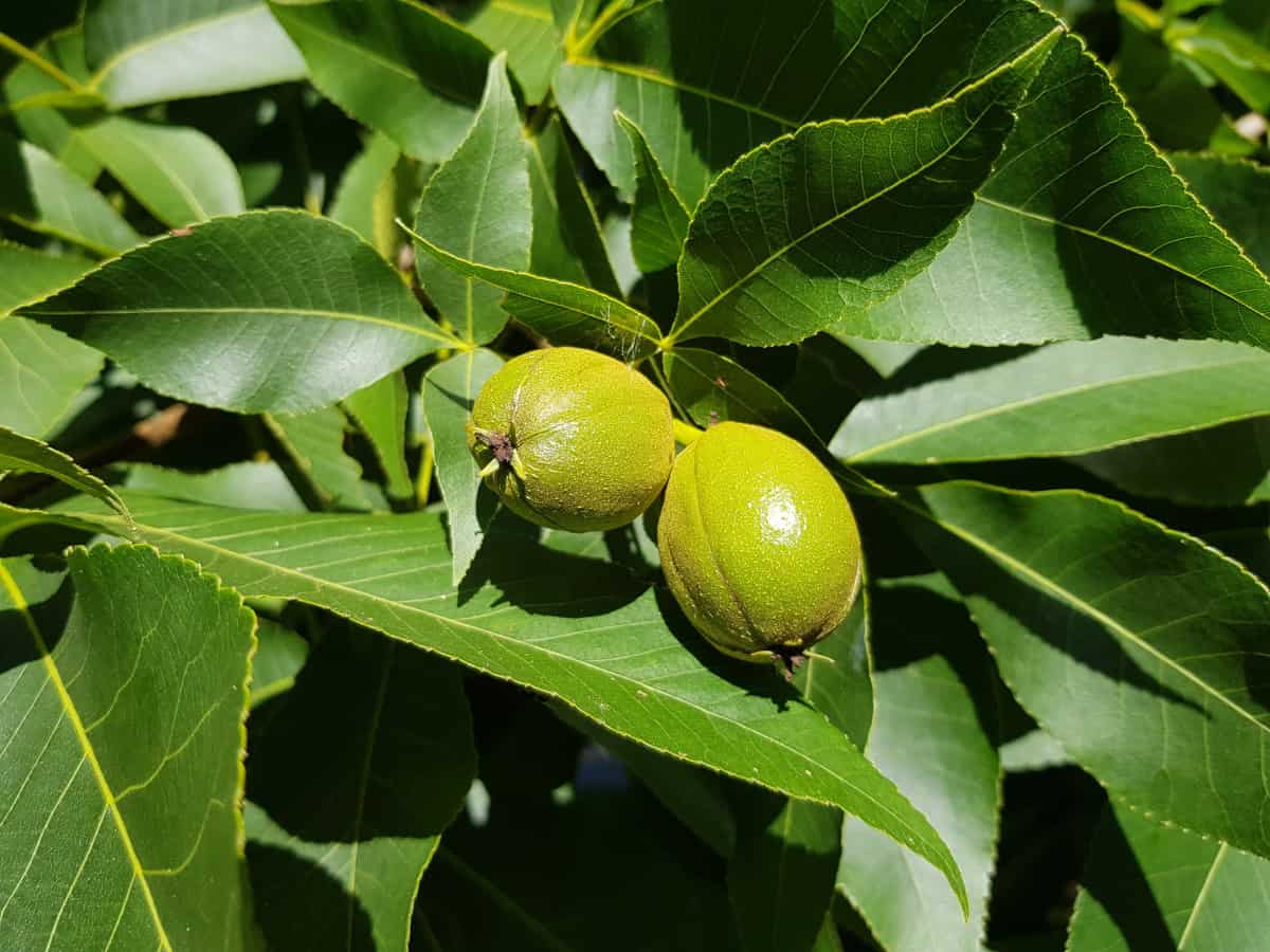 A close up of Shagbark hickory nuts