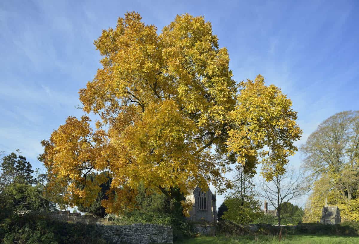 Wide angle view of a whole Hickory tree in autumn, with golden leaves.