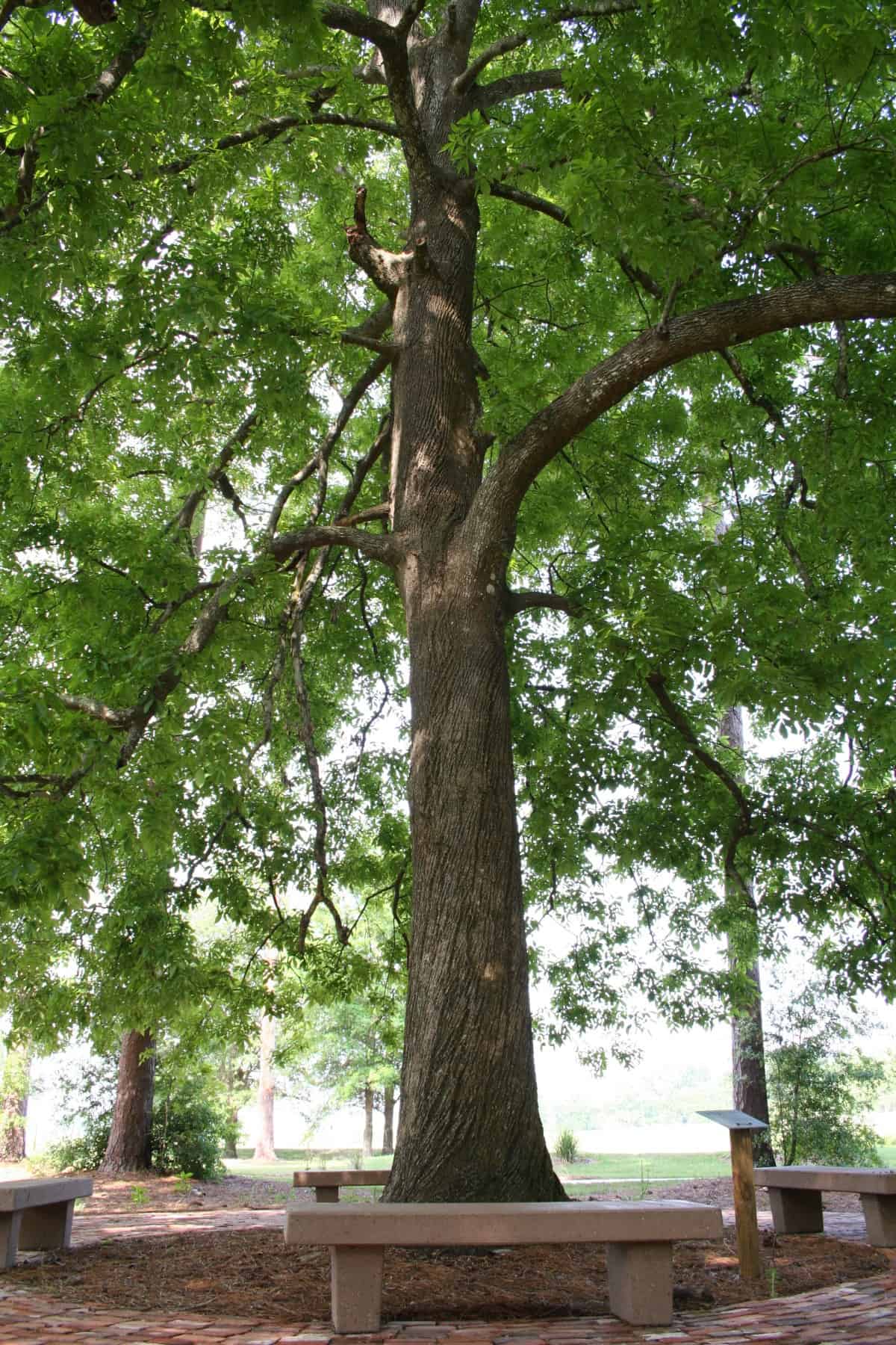 A vertical image of a shellbark hickory tree
