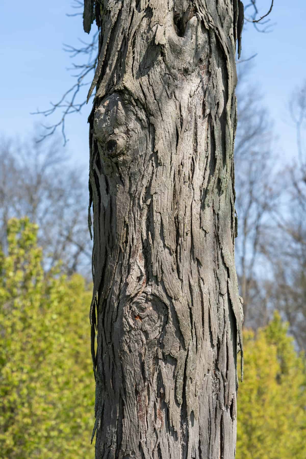Close up of a shellbark hickory tree trunk and bark.