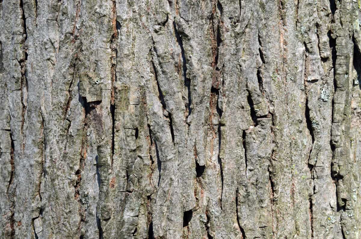 A close up of Hickory tree bark