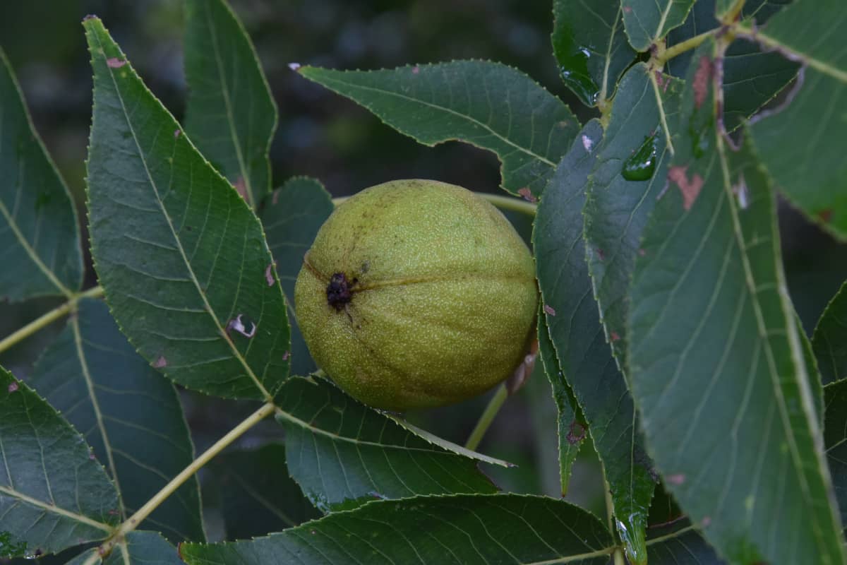 Close up of a Hickory nut and leaves.