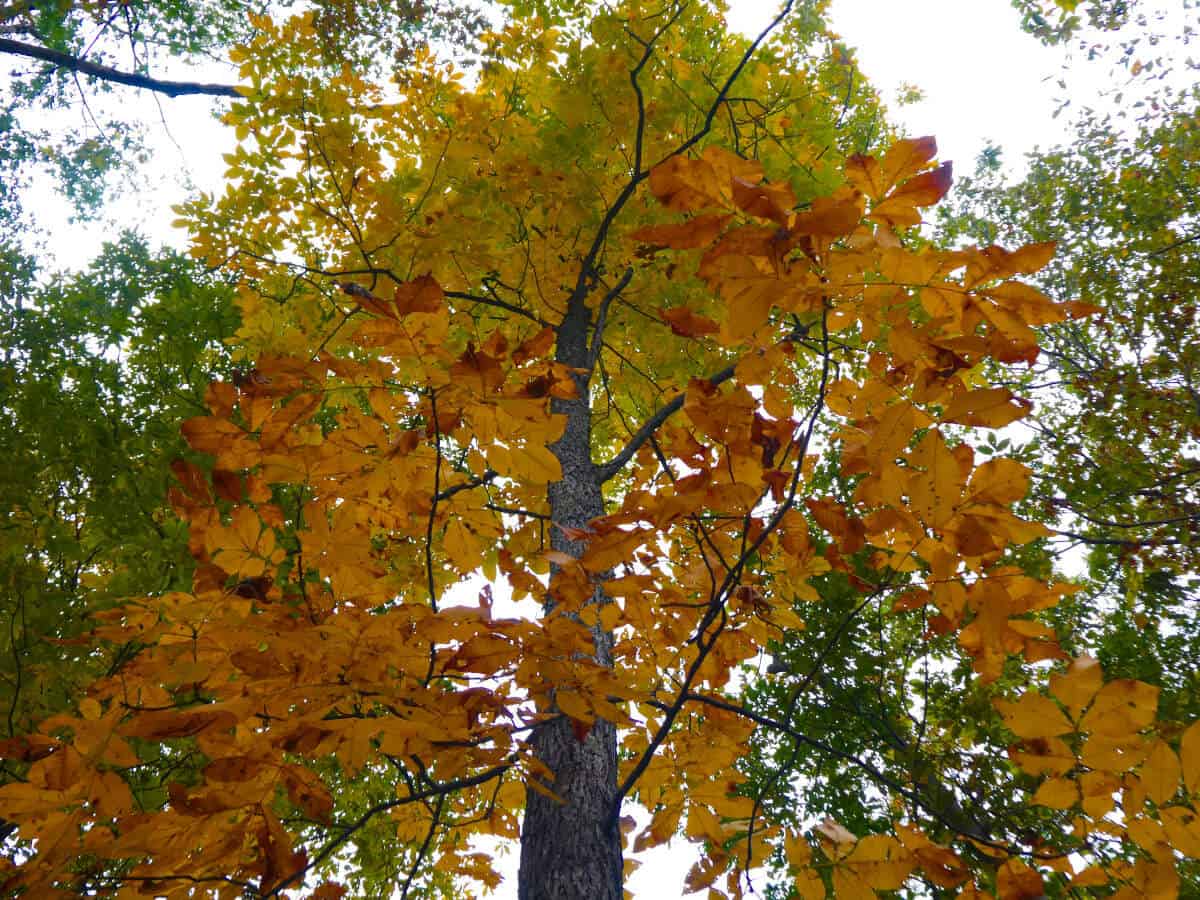 Hickory tree in autumn, with golden leaves
