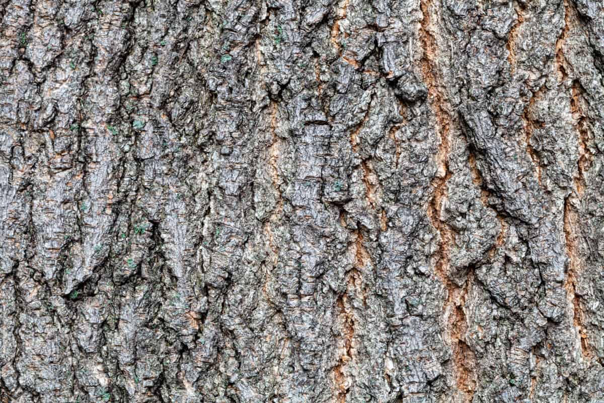 Close up of Boxelder tree bark.