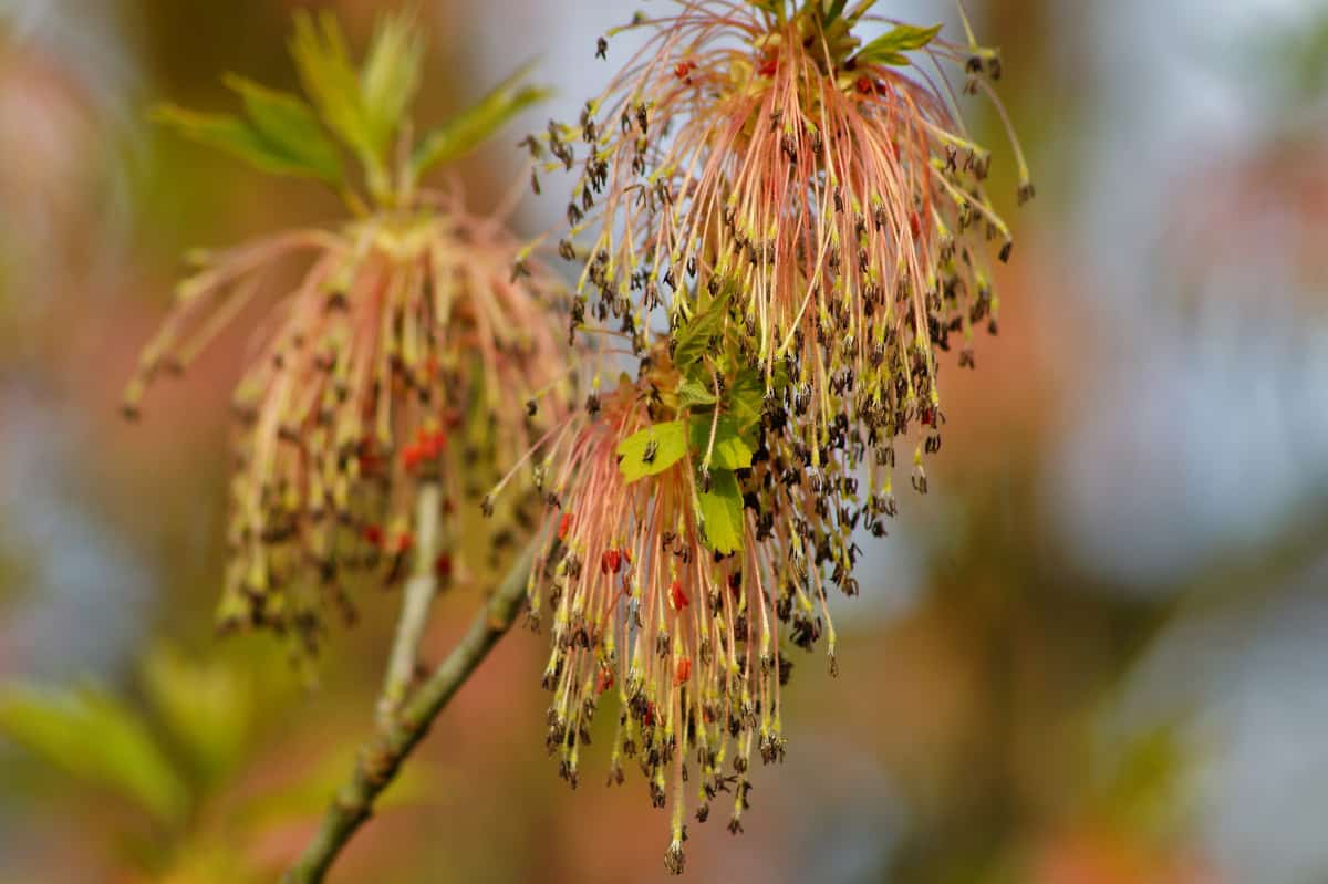 Close up of Boxelder tree blossom.