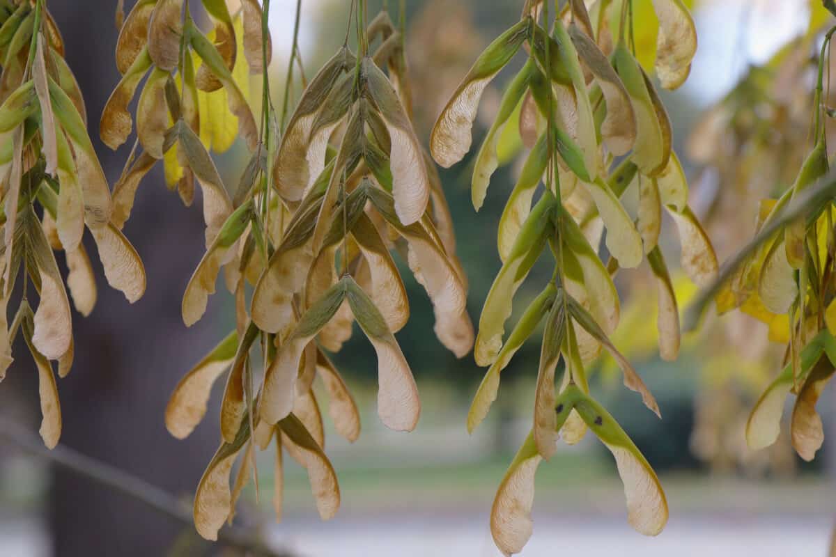 A close up of Boxelder tree seeds