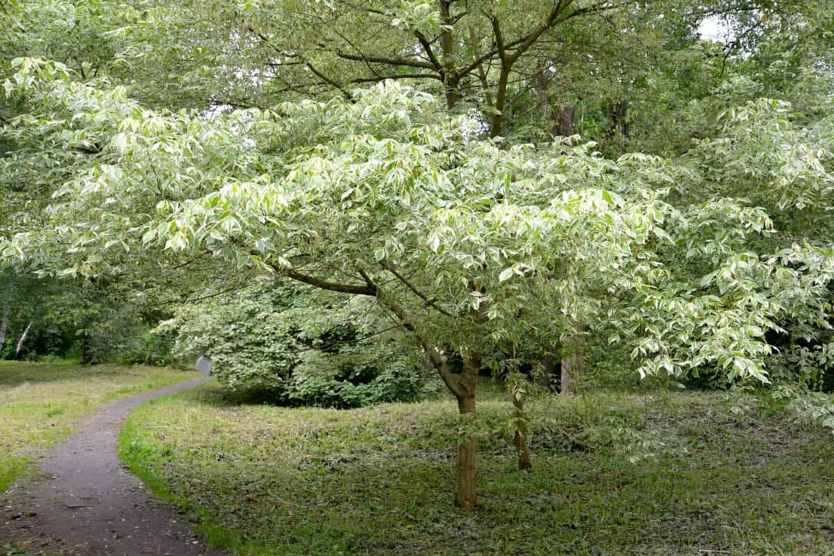 A Boxelder tree forest.