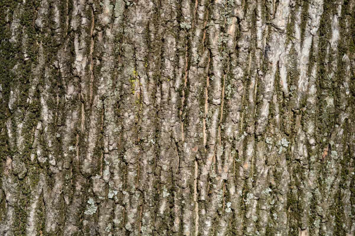 Close up of Norway maple bark.