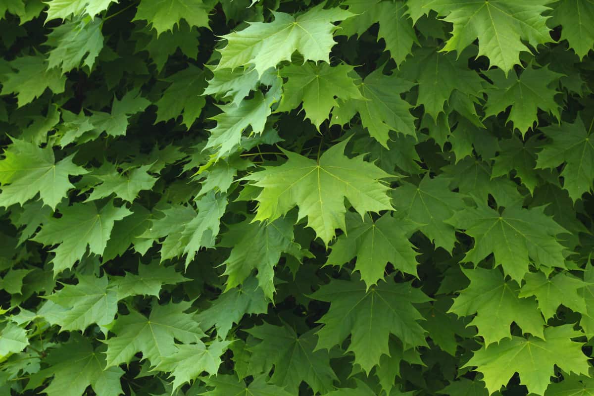 A close up of Norway maple tree leaves.