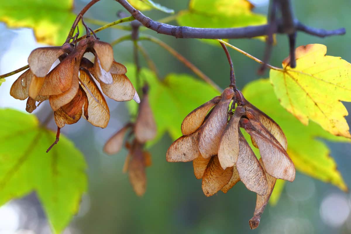 A close up of Norway maple seeds on the branch.